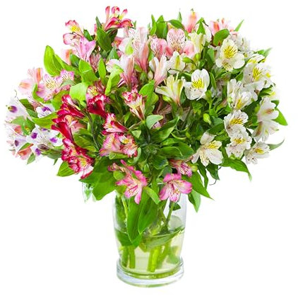 20 Stem Beautiful Alstroemeria Bouquet Comes With Our 8 Day Freshness Guarantee.