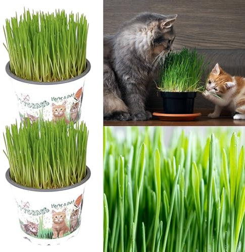 2 x Cat Grass Hordeum vulgare Living Plants in 12cm Pots - These are Growing Plants Not Seed - Catnip