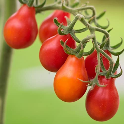 Rotes Birnchen Bio-Tomatensamen für ca. 10 Pflanzen - ertragreich und würzig
