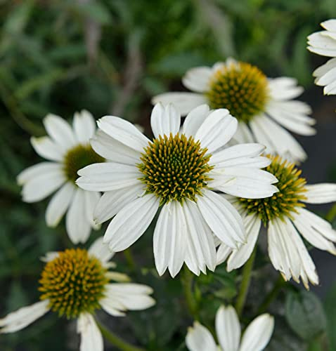 Sonnenhut Pow Wow White - Echinacea purpurea - lebende Gartenpflanze aus den Baumschulen
