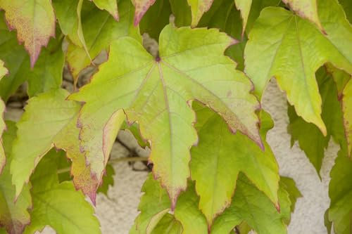 Parthenocissus tricuspidata 'Green Spring' 40–60 cm – Winterhart, Mehrjährig, Pflegeleicht – Wilder Wein – Kletterpflanze für Fassadenbegrünung & Rankhilfe