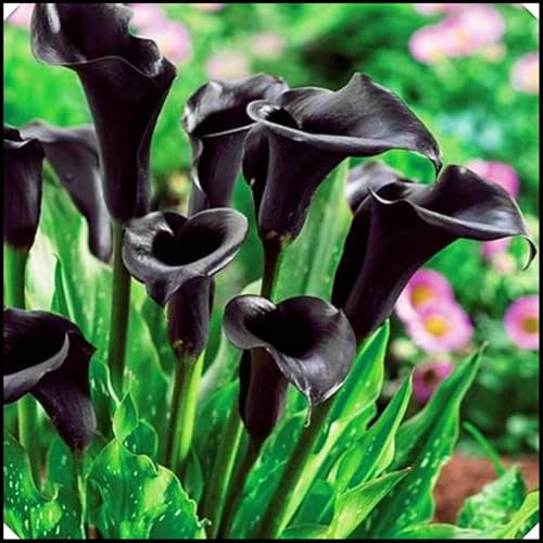 Calla Lily Bulbs,Calla Lily Plants Live(Ornamental Flowers,Wedding Flowers,Hardy Perennial,Plant Bulbs,Garden Flowers)-6bulbs-e