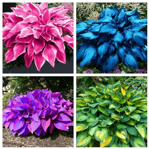 Rizoma de Hosta perenne-Decuado para plantar al aire libre-Diseño de paisaje- Floración duradera-a-6 Rizomas