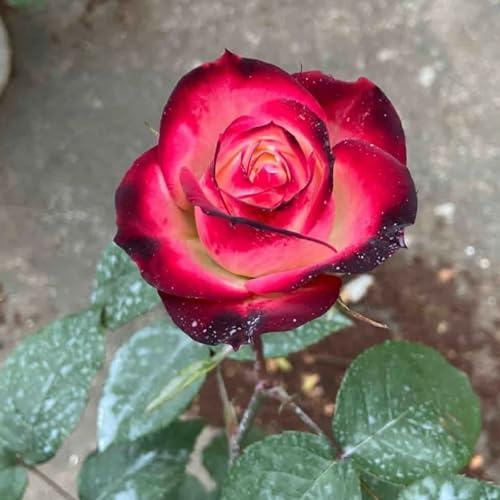Seltene Zwergrosen, winterhart und trockenheitsverträglich/Atemberaubende Blütenpracht, praktische und schöne Gartenrosen-1 ROOT-C