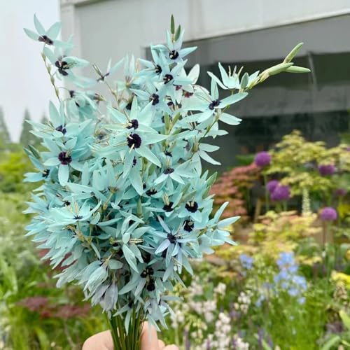 iris - Coltivare giardino sul balcone di precoci appartamento forniture giardino, tappezzanti, resistenti, perenni per gli amanti 12Bulbi
