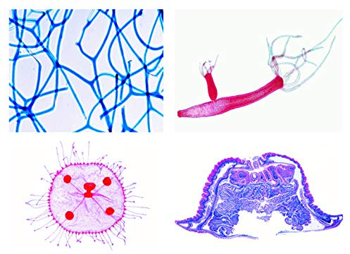 LIEDER Biologie Mikroskopie Mikropräparate Serien: Schwämme und Hohltiere (Coelenterata, Porifera), neue erweiterte Serie, 10 Präparate