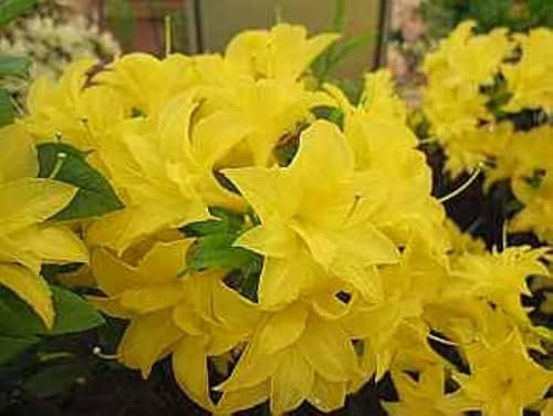 Rhododendron mixtum Sonnenköpfchen - sommergrüne Azalee 25-30