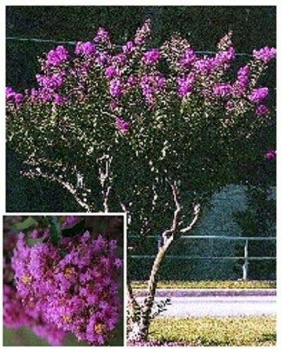 Más de 35 semillas de mirto lila/árbol perenne: semillas