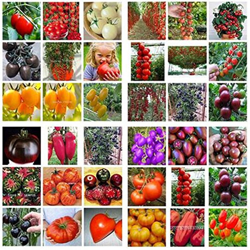 Un paquet de 100 graines semences Bonsai Tomate Cerise Mini pot doux fruits légumes frais bio