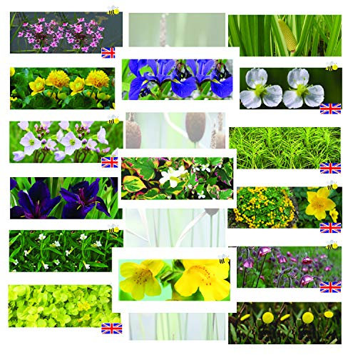 Lincolnshire Pond Plants Ltd - Marginal 5 Varieties Potted - 1 LTR Plants