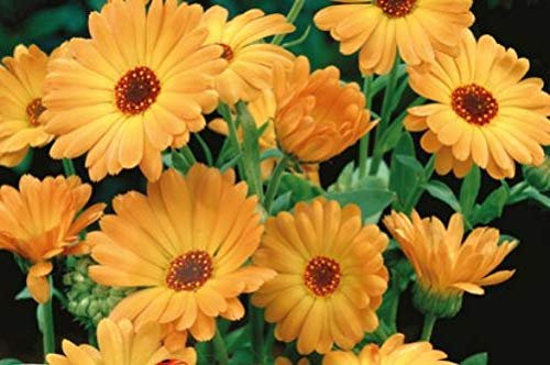 Pcs - 75x Souci Orange Eko Calendula Semences Jardin Plantes - Graines K157 - Seeds & Plants Shop by Ipsa