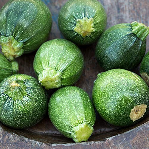 Zucchini Tondo di Piacenza Samen