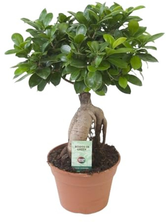 Ficus Ginseng - 30-40cm - Ø17cm - Zimmerpflanze - Immergrün