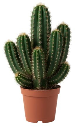Mini Cactus Ordenador DECOALIVE Planta Natural Perfecta Para Decorar Tu Zona de Trabajo