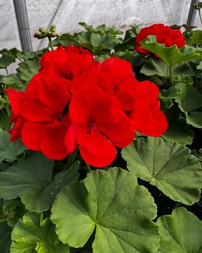100 semi di geranio rosso