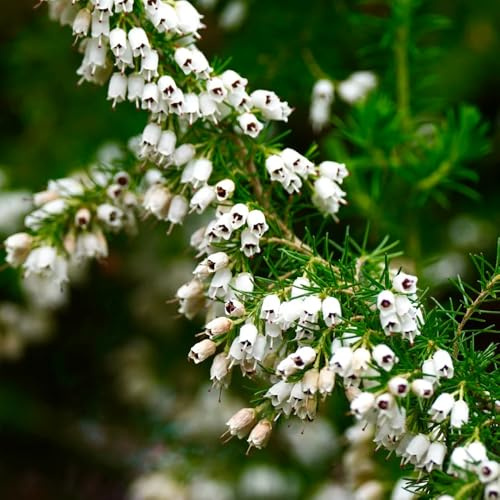 Heidekraut, stauden winterhart mehrjährig wohnzimmer deko balkongewächshäuser kräuterpflanzen blumensamen sträucher garten geschenke für gartenliebhaber blühende sträucher 80Samen