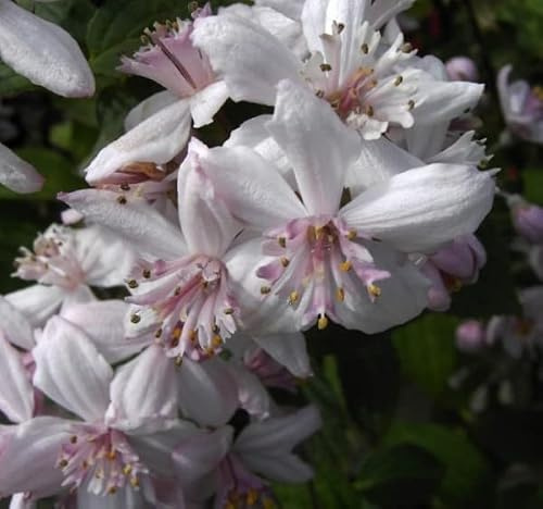 Rosendeutzie Mont Rose - Deutzia hybrida Mont Rose - reichblühend - 60-100cm