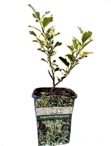 Ilex Aquifolium Natural Árbol de Exterior Propio de la Estación Invernal