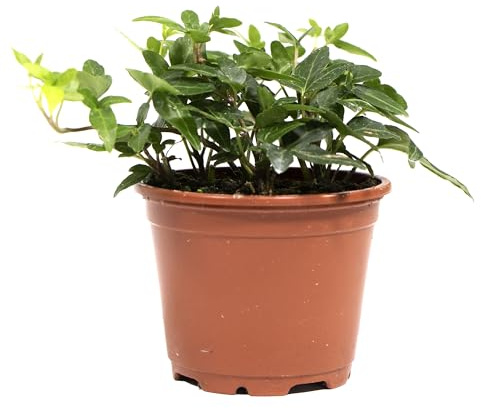 Hiedra Planta Natural de Exterior y Resistente