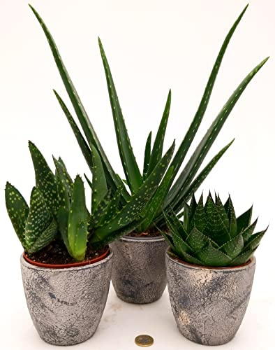 POWERS TO FLOWERS - ALOE TRIS, PARADISICUM, VERA e COSMO, IN VASO CERAMICA RUSTICO, piante vere