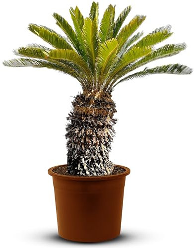 Tropictrees – Cycas Revoluta - Immergrüne Pflanze - Palmfarn – Sagopalmfarn – Zimmerpflanzen -Japanischer Palmfarn - 140cm Höhe - Stammhöhe 35/50cm