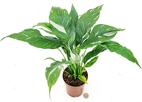 POWERS TO FLOWERS - SPATIFILIUM VARIEGATO, VASO 13 CM DIAMETRO, SPATIFILLO, pianta vera