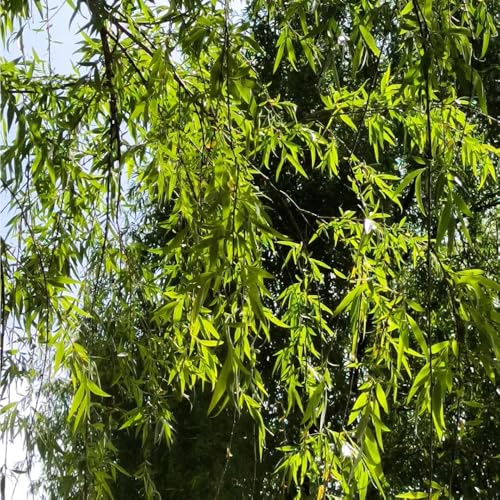 Semillas de sauce llorón, Salix babylonica, Las de jardín son resistentes de balcón 60pcs