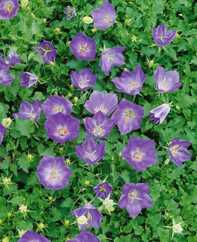 Campanula carpatica 'Blaue Clips' 9x9 cm Topf – Winterhart, Mehrjährig, Pflegeleicht – Karpaten-Glockenblume – Polsterstaude für Steingarten & Beet