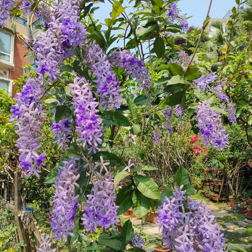 petrea volubilis, winterharte deko balkon garten topfpflanzen draußen winterhart hochbeet, hängepflanze wildblumen 15samen