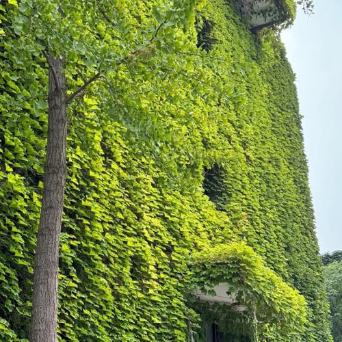 vite vergine - parthenocissus tricuspidata rampicanti a crescita la 250semi