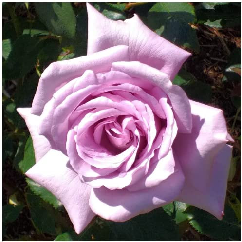 Wedding Day Scrambler Rose Bush, Stunning Clusters of Flowers 3fatpigs®