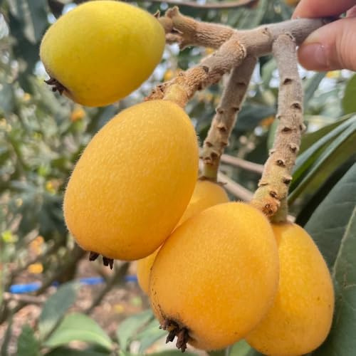 Semillas de níspero, exóticas huerta variedades antiguas de jardín de rocas enanos resistentes resistentes 30pcs