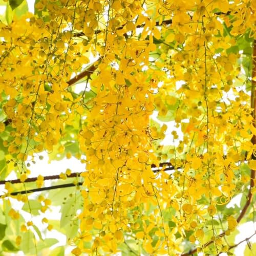 goldregen - gartenblumen winterhart blühend goldregen kaufen bio balkon gartenpflanzen winterhart 225samen