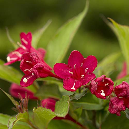 Weigela All Summer Red Slingco 1 Hardy Shrub, 1 x 3.6 Litre Potted Plant by Thompson and Morgan