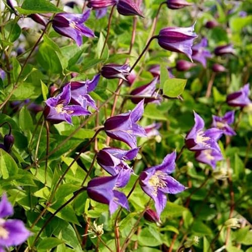 Plant Theory 60cm Cane Clematis Prince William Purple Flowering Vine Climbing Plant 2L Pot
