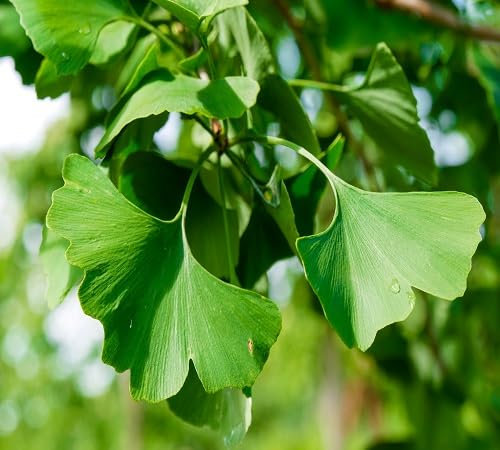 5pcs Fresh Ginkgo Biloba Tree Seeds