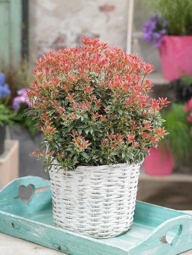 [X1] Pieris Little Heath | Evergreen Shrubs | P9 Pots