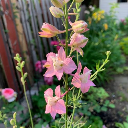 semillas de delphinium, perenne resistente, primavera, silvestres espuela de caballero Decoración de jardín para exteriores, alfombra, 180pcs