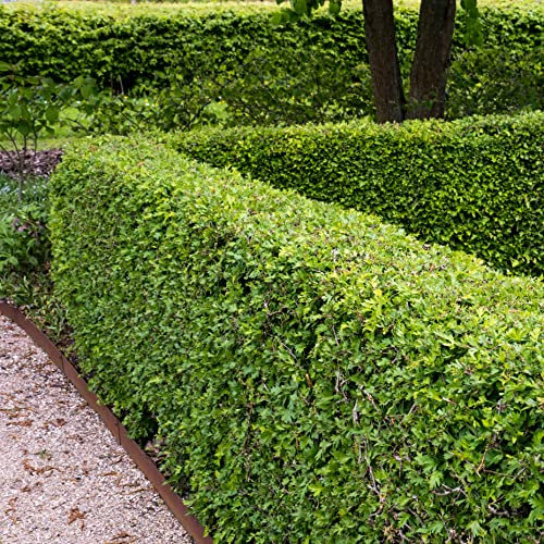 Suttons Hawthorn Garden Hedging Hardy Tree Natural Hedgerow Security Screening Thorny Branches White Spring Flower Blooms Can Grow up to 8m Comes Supplied 2 Litre Pot (1 x 2 Litre Pot)