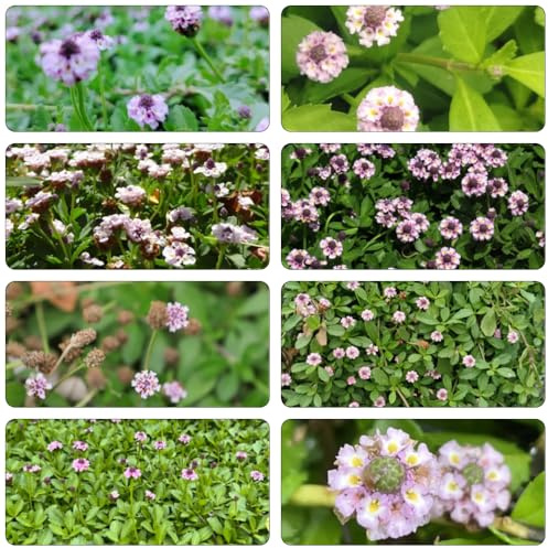 semillas Phyla nodiflora - verbena alfombra de jardín siembra otoño, decoración 450pcs