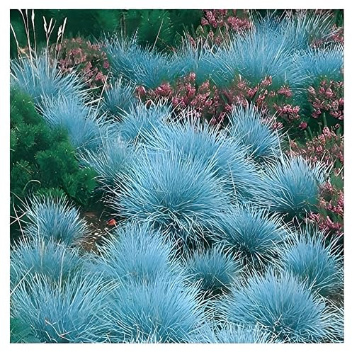 3 x Festuca glauca/cinerea 'Festina' im 1 Liter (Ziergras/Gräser/Winterhart/Bodendecker/Mehrjährig/Immergrün) Blauschwingel - Intensives Blau für moderne Gartenakzente - von Stauden Gänge