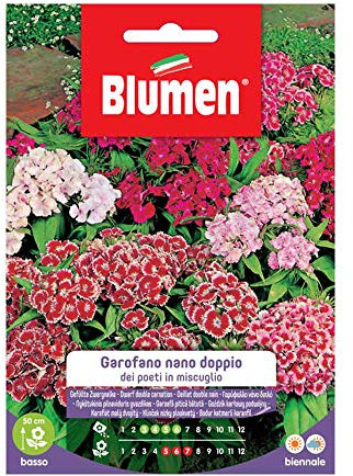 SEMI GAROFANO POETI NANO DOPPIO MIX BLUMEN