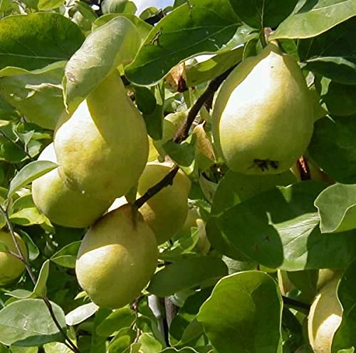 Quittenbaum `Cydora robusta´, Birnenquitte, Niedrigstamm, 120-140cm im 10L-Topf