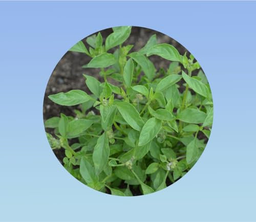 graines basilic citron 0,25 gramme soit environ 200 graines - Ocimum basilicum