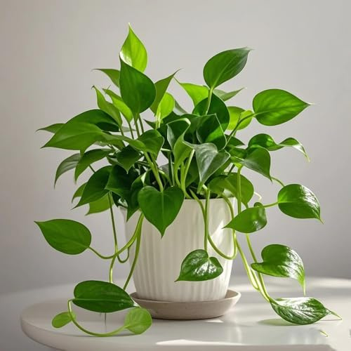 semillas de hiedra semillas de plantas Jardín de plantas decorativas camas elevadas para jardín Plantas de balcón resistentes Plantas en maceta resistentes al aire libre Balcón 250pcs