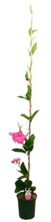DIPLADENIA COSMOS ROSA | MANDEVILLA | Maceta 20CM | Altura 170-180CM | Planta Trepadora | Fácil Cuidado | Resistente al sol | Jardín Vertical | Hojas Verdes | Flores Rosas