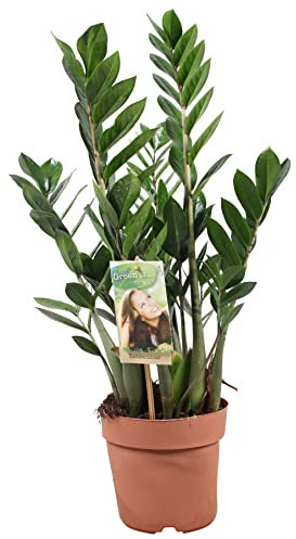 Plant in a Box - Zamioculcas Zamiifolia - ZZ plant - Glücksfeder - Glänzende gefiederte Blätter - Echte Grüne Pflanze - Topf 17cm - Höhe 55-65cm