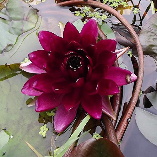 ANGBOT Teichpflanzen Seerosen : Nymphaea Seerose  Almost Black  winterhart Pflanztiefe bis 150 cm - 2 Pflanzen -