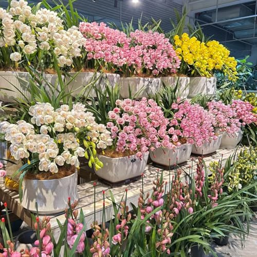 Rizomi di orchidea Cymbidium.Abbellisci il tuo giardino.Forniamo rizomi di una varietà di orchidee Cymbidium classiche e rare.-3Rizomi-A