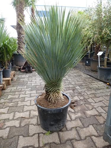 [Palmenlager] Yucca rostrata 120/130 cm - Stamm 20/30 cm - Winterharte Palme -